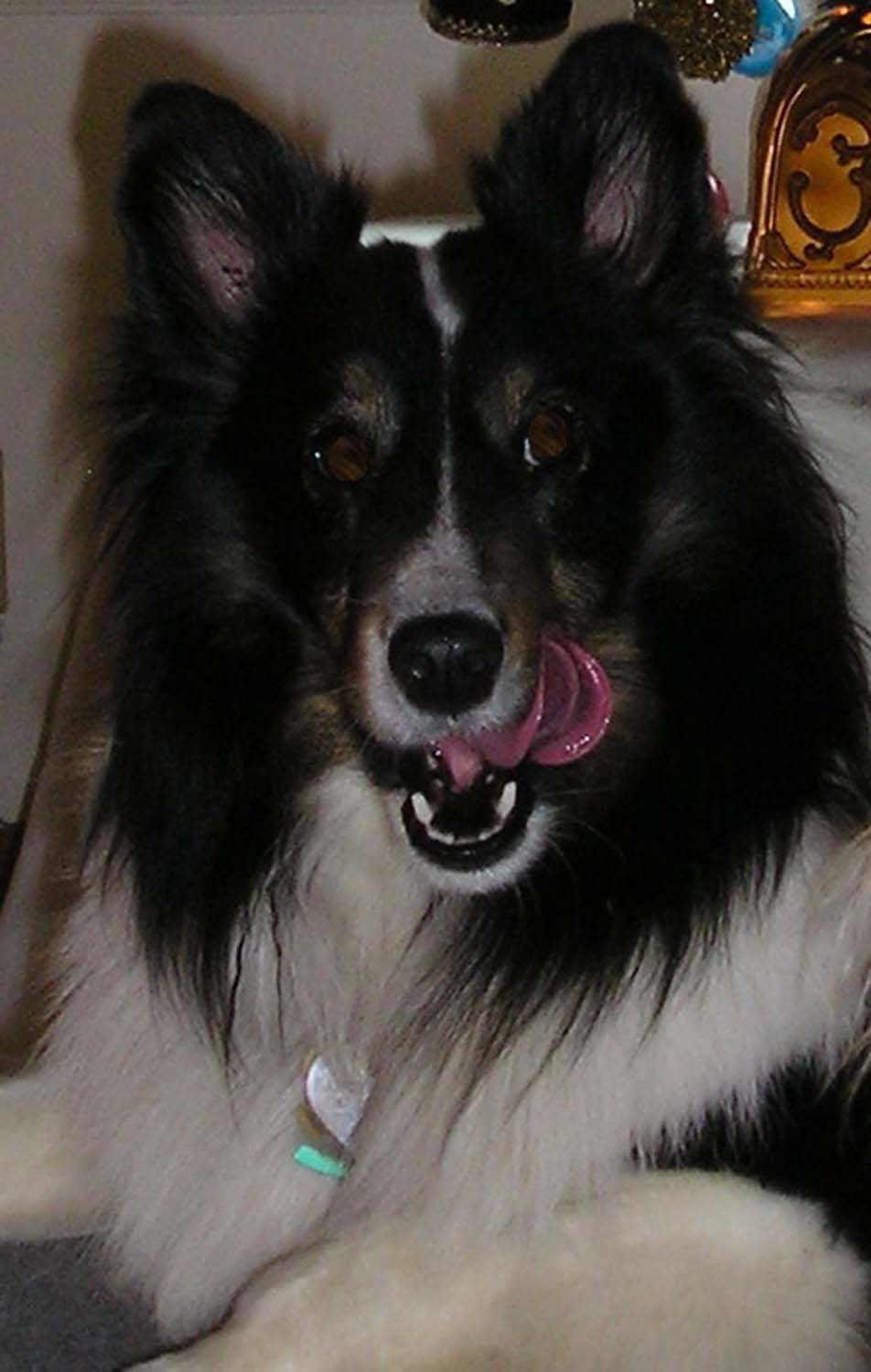Pic of the Litter: Fancy Prancer